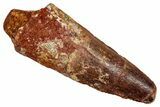 Fossil Spinosaurus Tooth - Real Dinosaur Tooth #344896-1